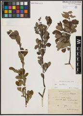 Foto von Salix aurita L.